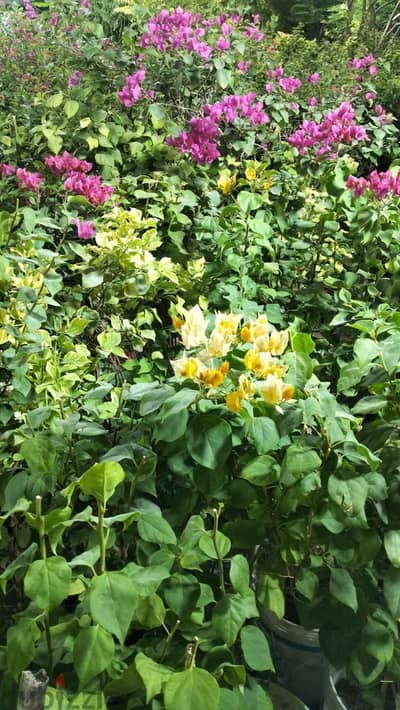 garden mantince