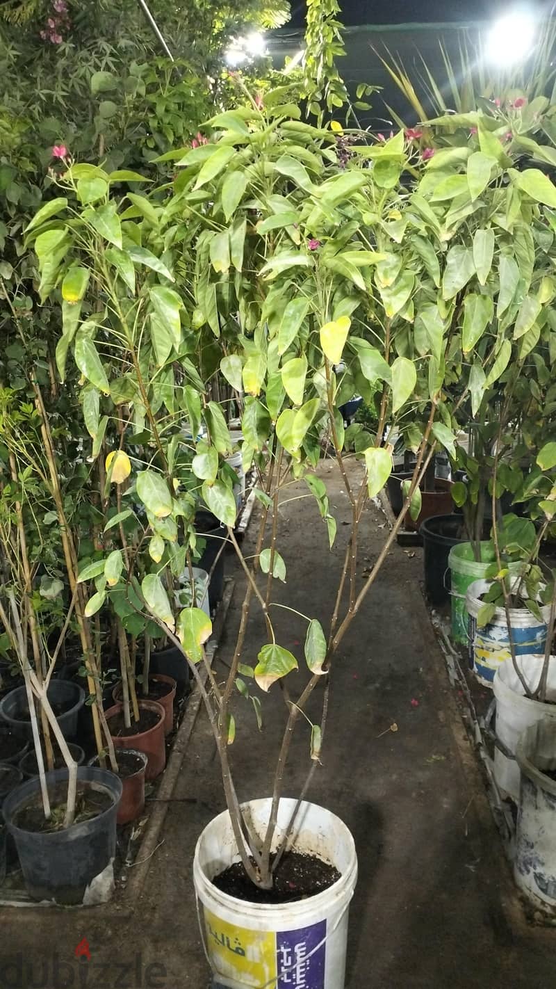 garden mantince 1
