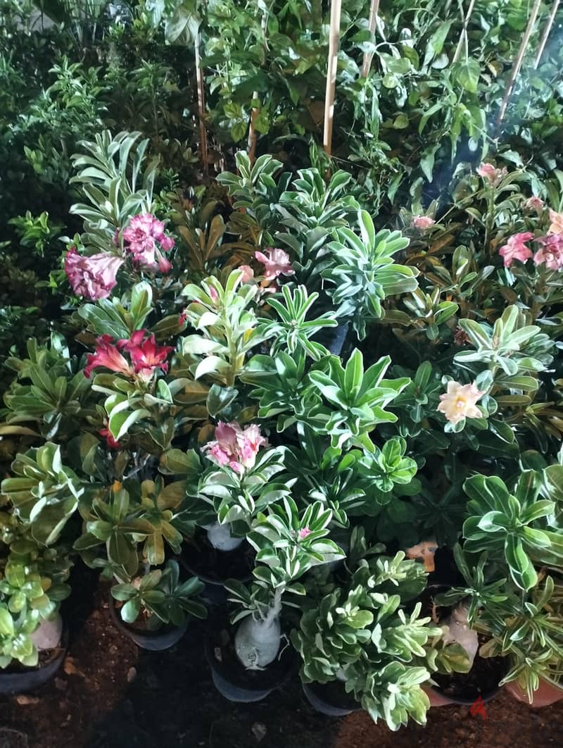 garden mantince 3