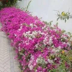 garden mantince 5