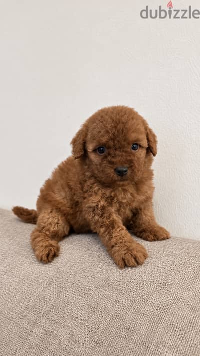 Mini toy poodle ,pomernian ,maltipoo