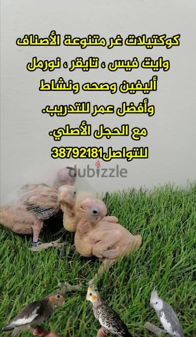 كوكتيلات غر متنوعة الأصناف صحه ونشاط وأفضل عمر للتدريب