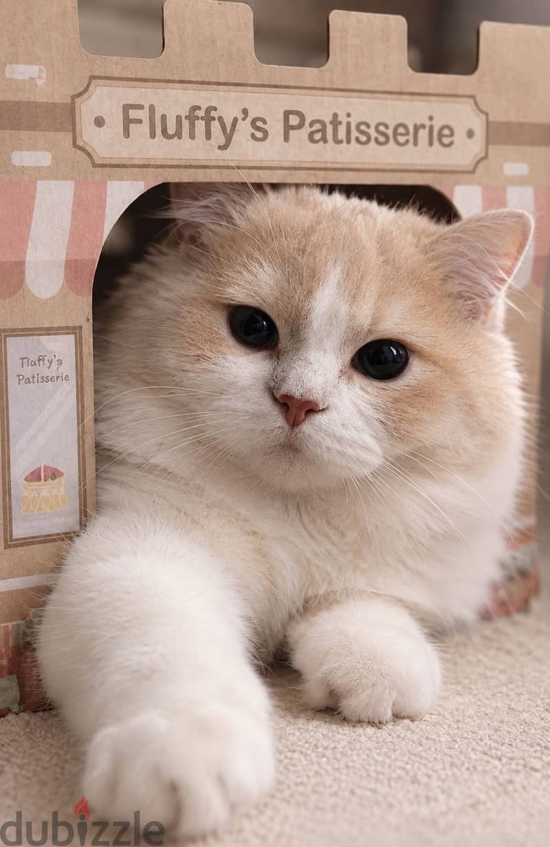 Persian domestic cutie cat 2
