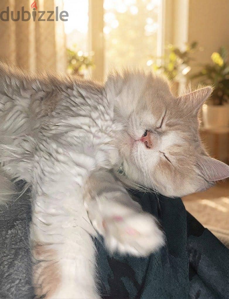 Persian domestic cutie cat 3
