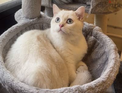 Scottish male cat for sale للبيع قط سكوتش ذكر