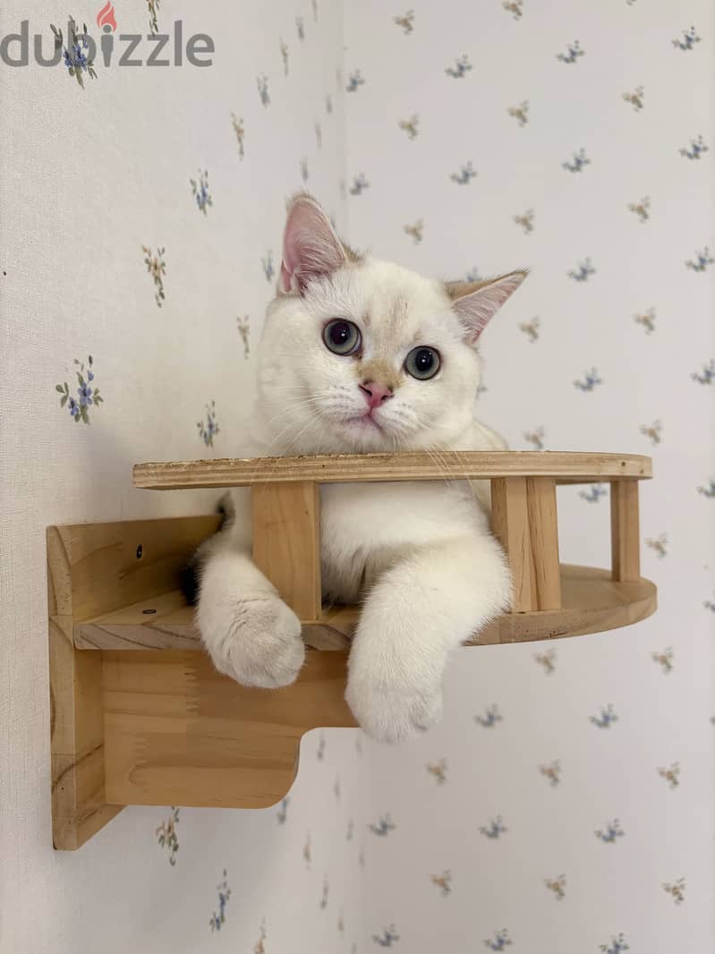 Scottish male cat for sale للبيع قط سكوتش ذكر 1