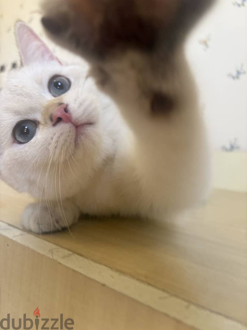 Scottish male cat for sale للبيع قط سكوتش ذكر 2