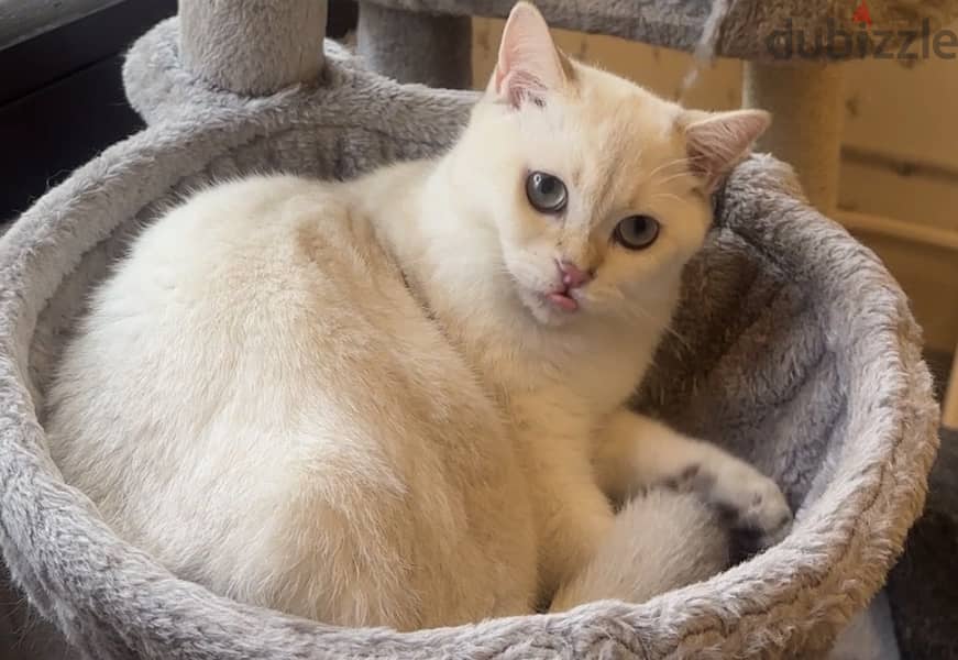 Scottish male cat for sale للبيع قط سكوتش ذكر 3