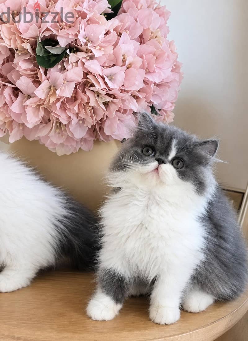 hight level poky kitten 33966200 for resevation 1