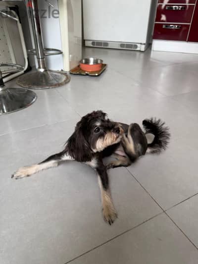 Female dog for adoption