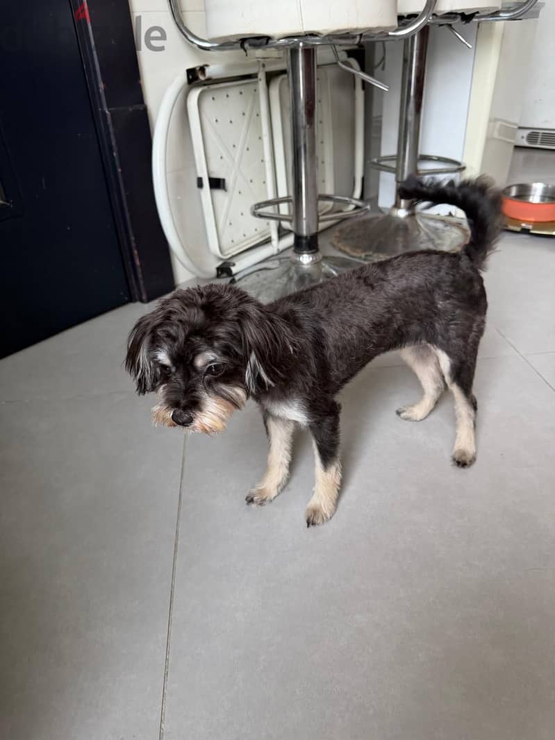 Female dog for adoption 1