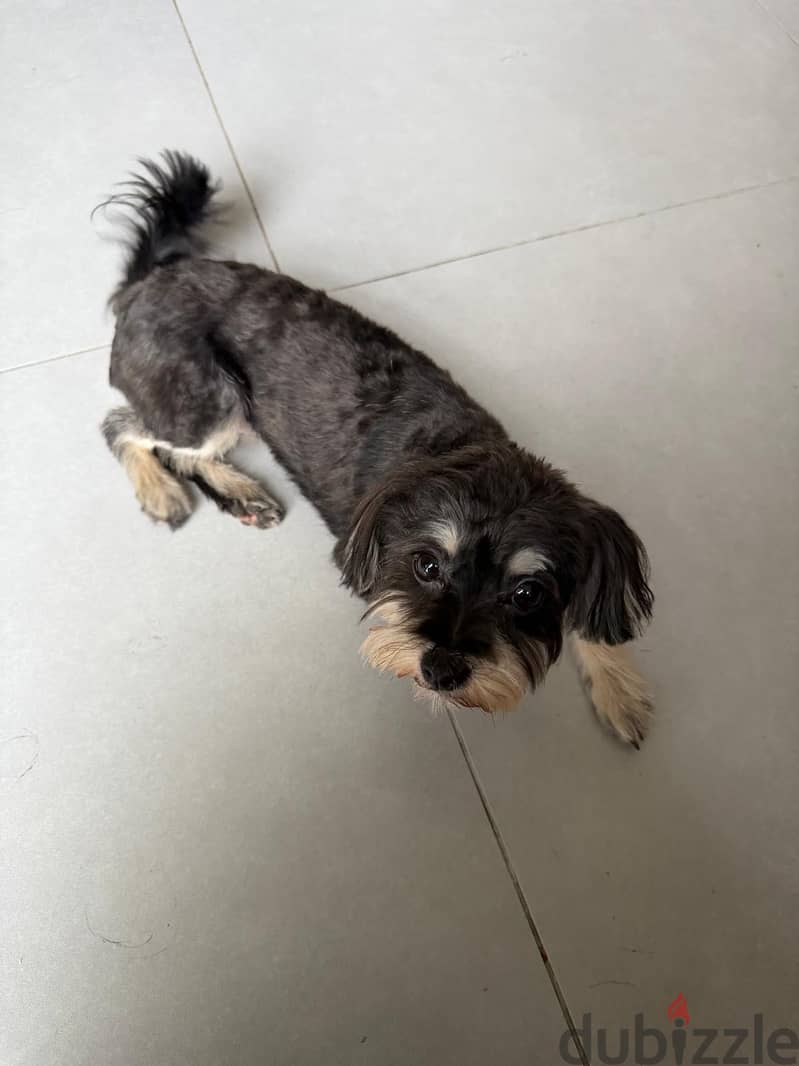 Female dog for adoption 2