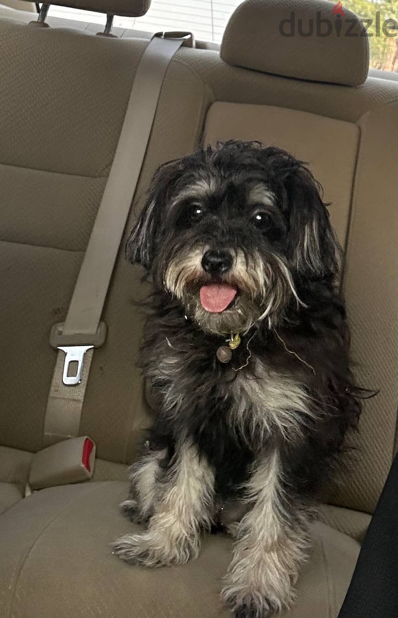 Female dog for adoption 3