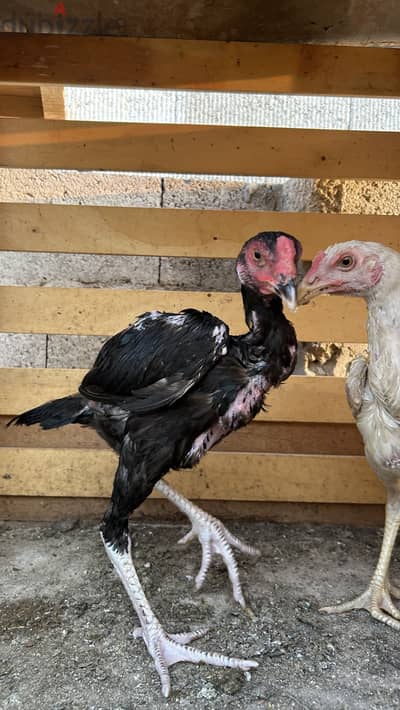 2 Aseel fighter for sale