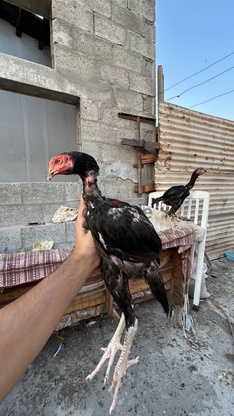 2 Aseel fighter for sale 1