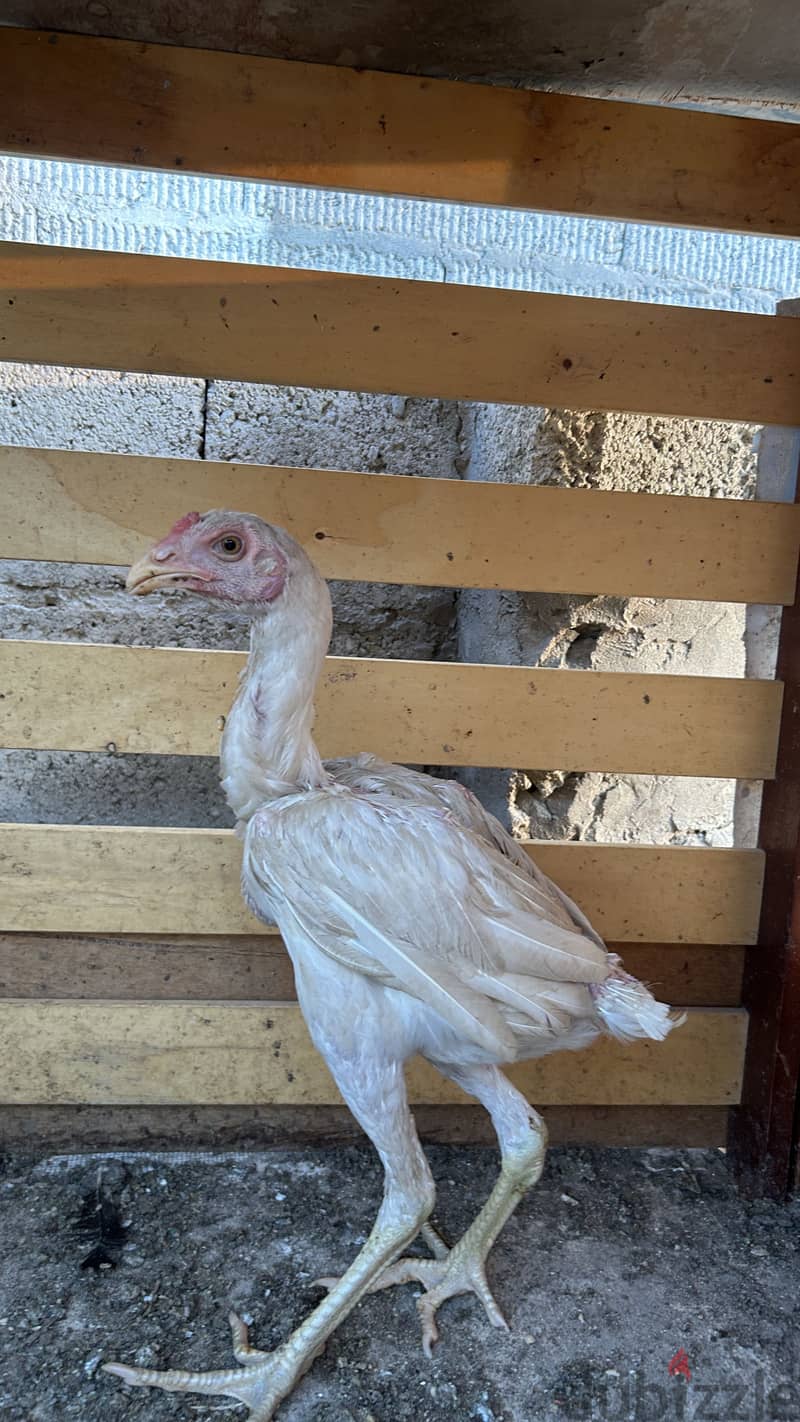 2 Aseel fighter for sale 3