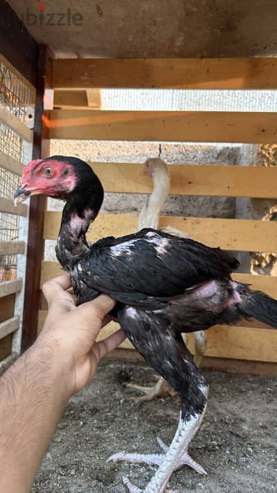 2 Aseel fighter for sale