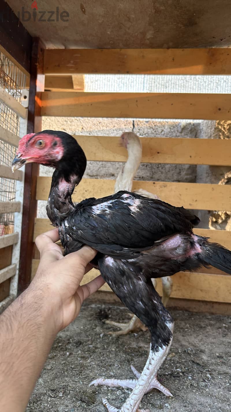 2 Aseel fighter for sale 4