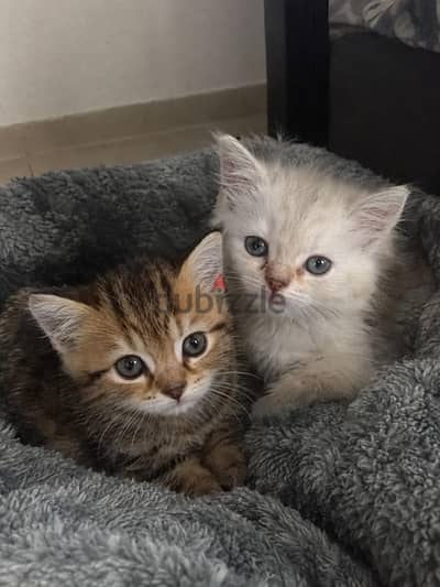 كتن سكوتش ستريت بيور | kitten Scottish Straight Pure