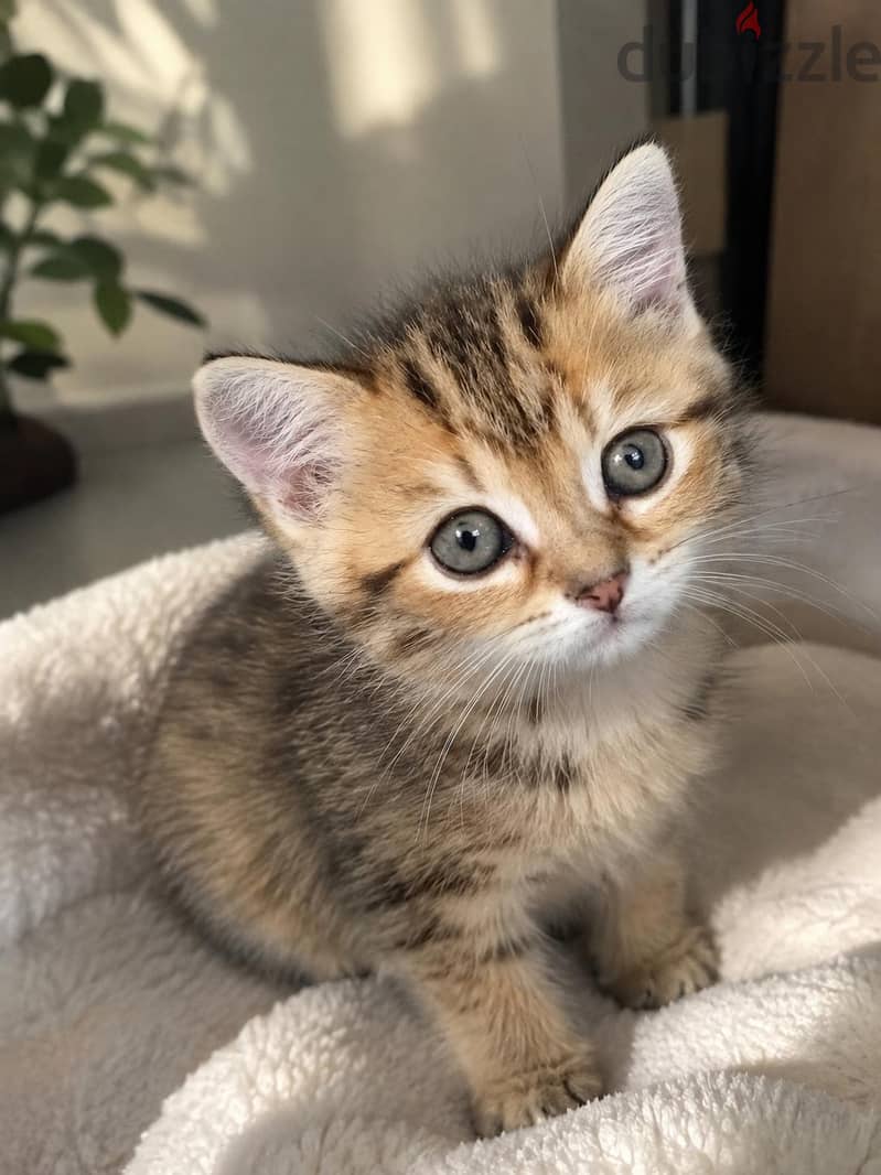 كتن سكوتش ستريت بيور | kitten Scottish Straight Pure 1