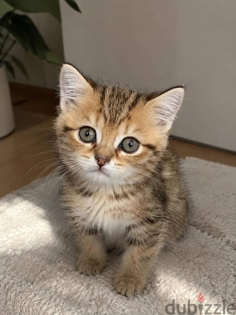 كتن سكوتش ستريت بيور | kitten Scottish Straight Pure 3