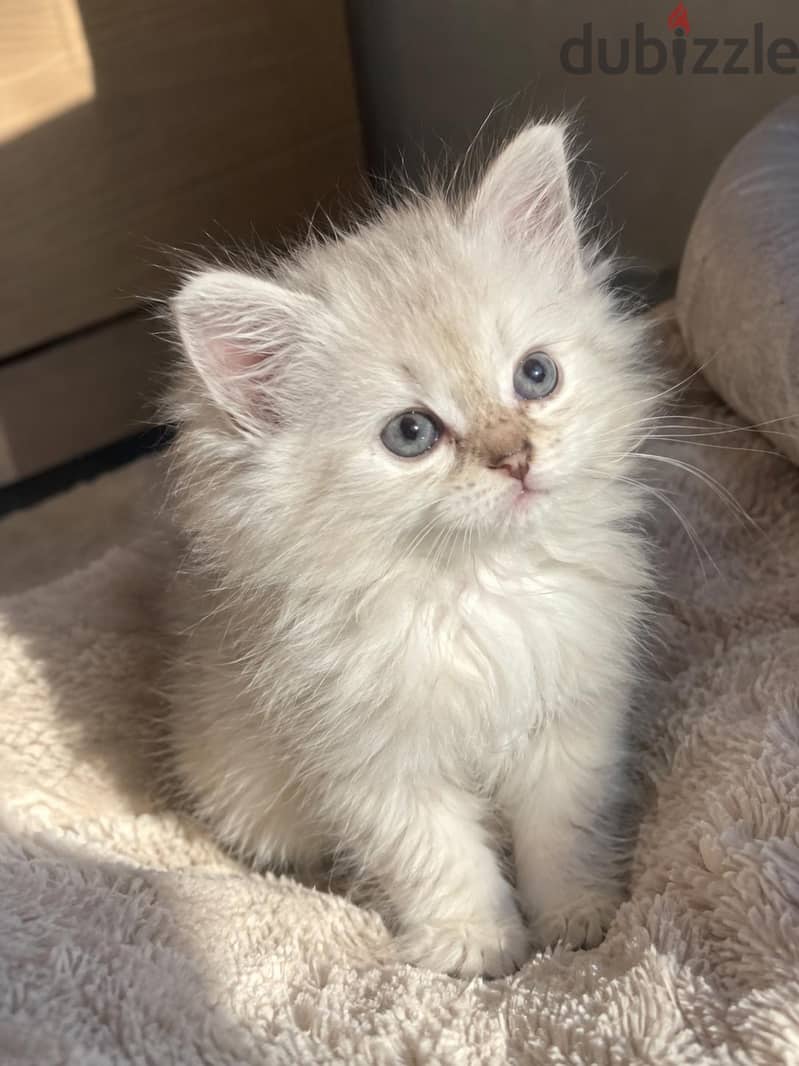 كتن سكوتش ستريت بيور | kitten Scottish Straight Pure 4