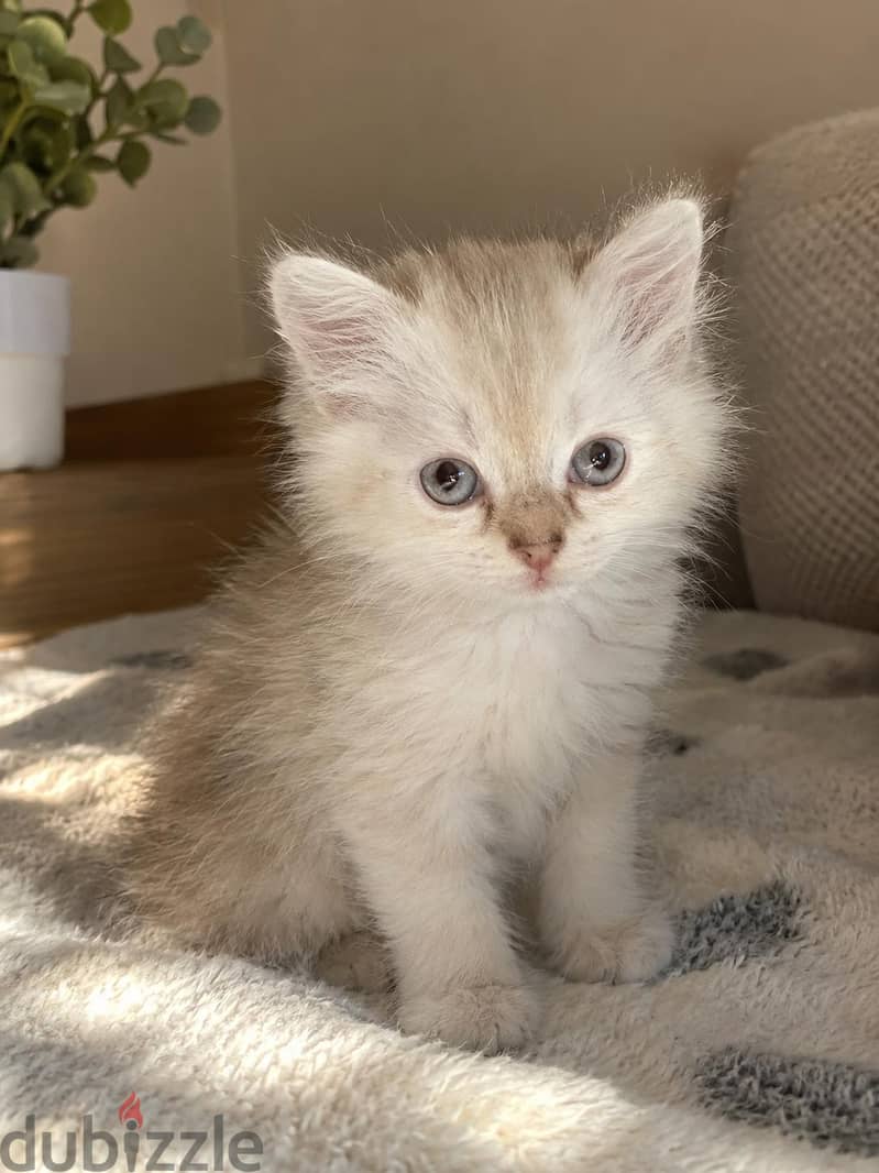 كتن سكوتش ستريت بيور | kitten Scottish Straight Pure 5