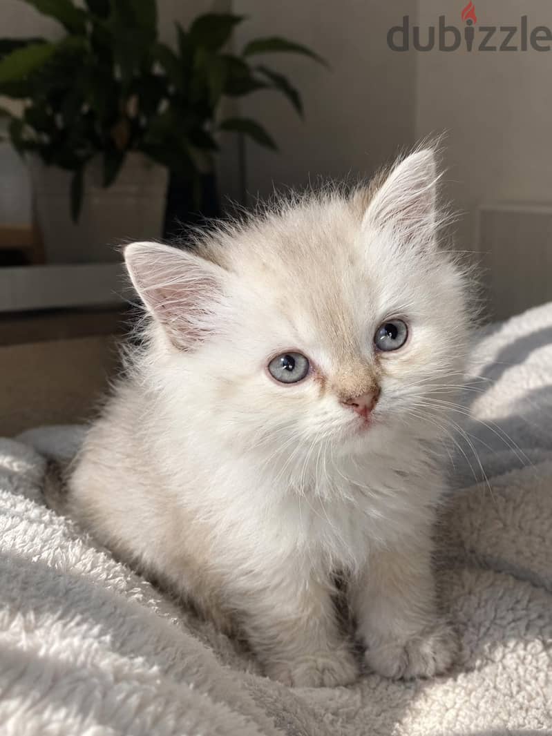 كتن سكوتش ستريت بيور | kitten Scottish Straight Pure 6