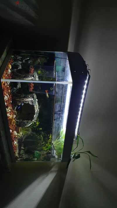 Custom Built Aquarium with live plant's, Fish and all the accessories