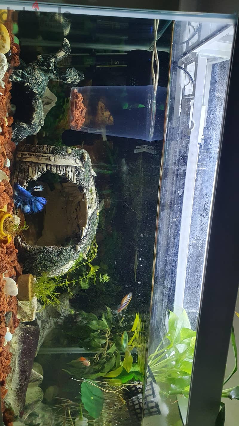 Custom Built Aquarium with live plant's, Fish and all the accessories 1