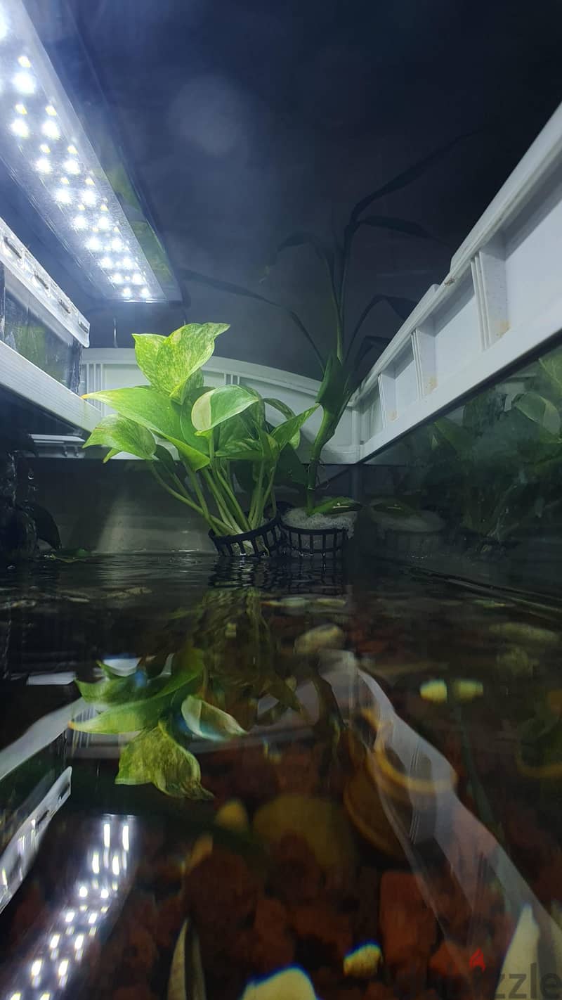 Custom Built Aquarium with live plant's, Fish and all the accessories 2