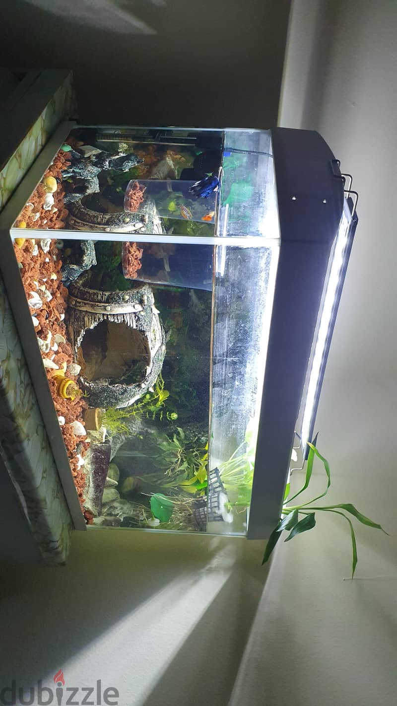 Custom Built Aquarium with live plant's, Fish and all the accessories 3