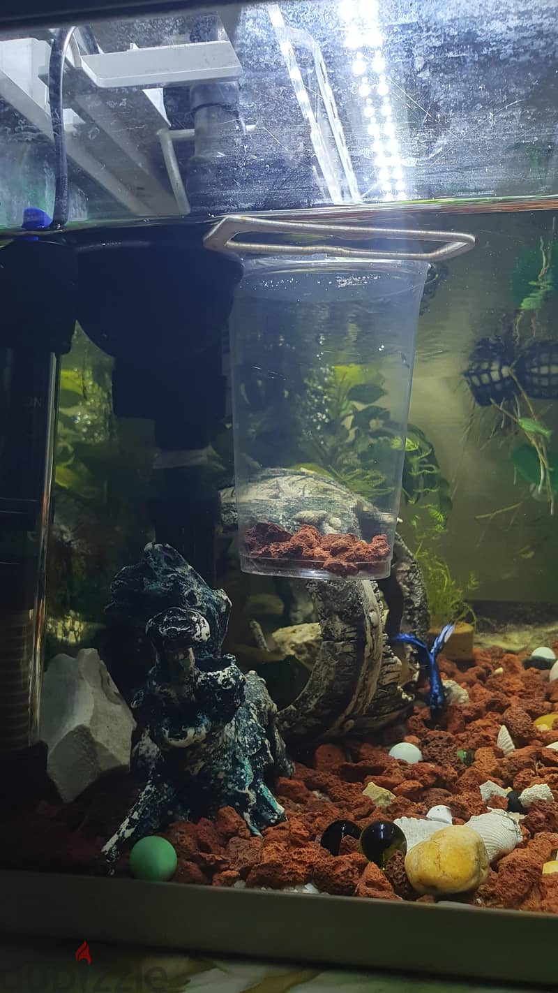 Custom Built Aquarium with live plant's, Fish and all the accessories 4