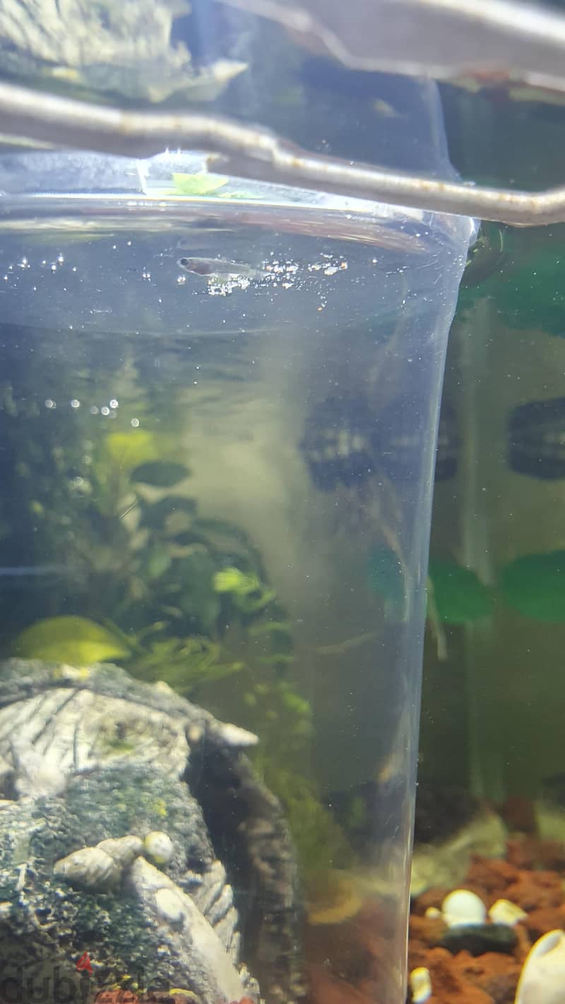 Custom Built Aquarium with live plant's, Fish and all the accessories 5