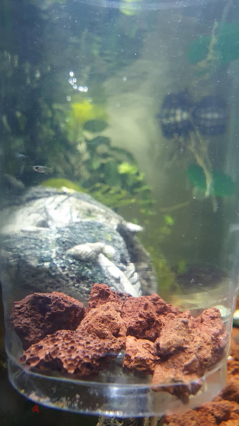 Custom Built Aquarium with live plant's, Fish and all the accessories 6