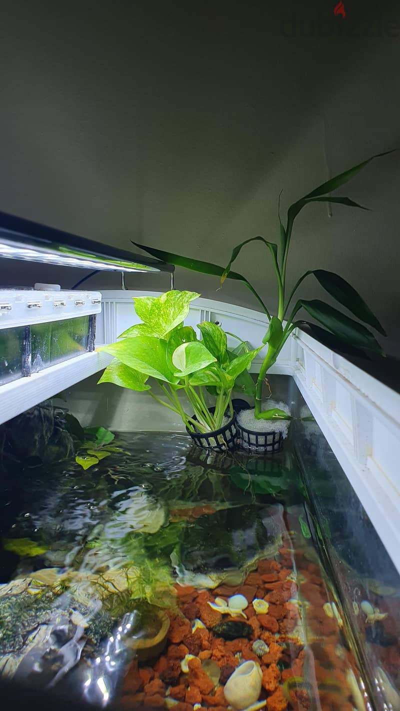 Custom Built Aquarium with live plant's, Fish and all the accessories 8