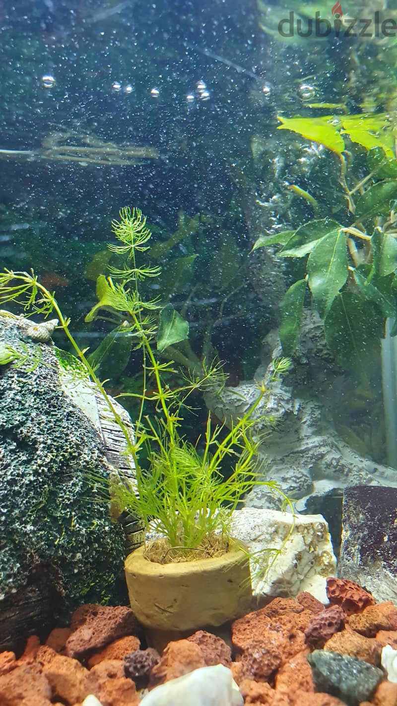 Custom Built Aquarium with live plant's, Fish and all the accessories 9