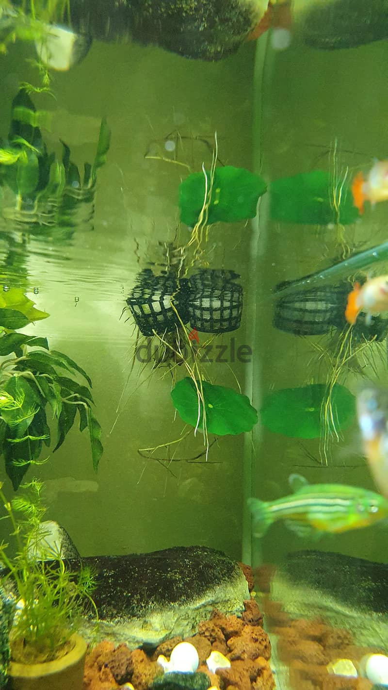 Custom Built Aquarium with live plant's, Fish and all the accessories 10