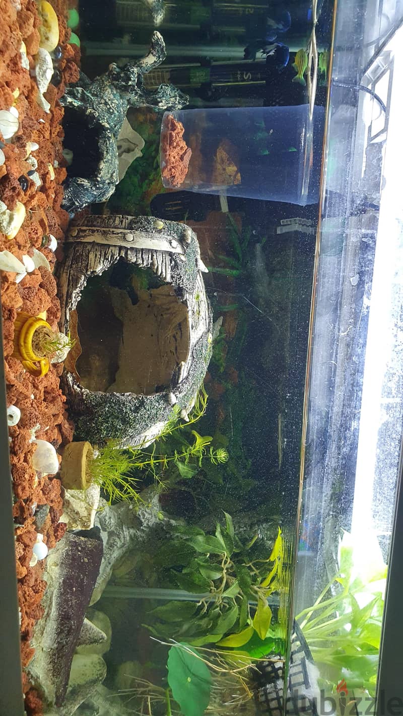 Custom Built Aquarium with live plant's, Fish and all the accessories 11