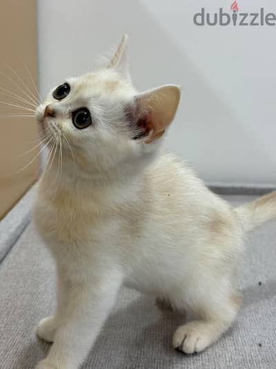 kitten Scottish Short Hair