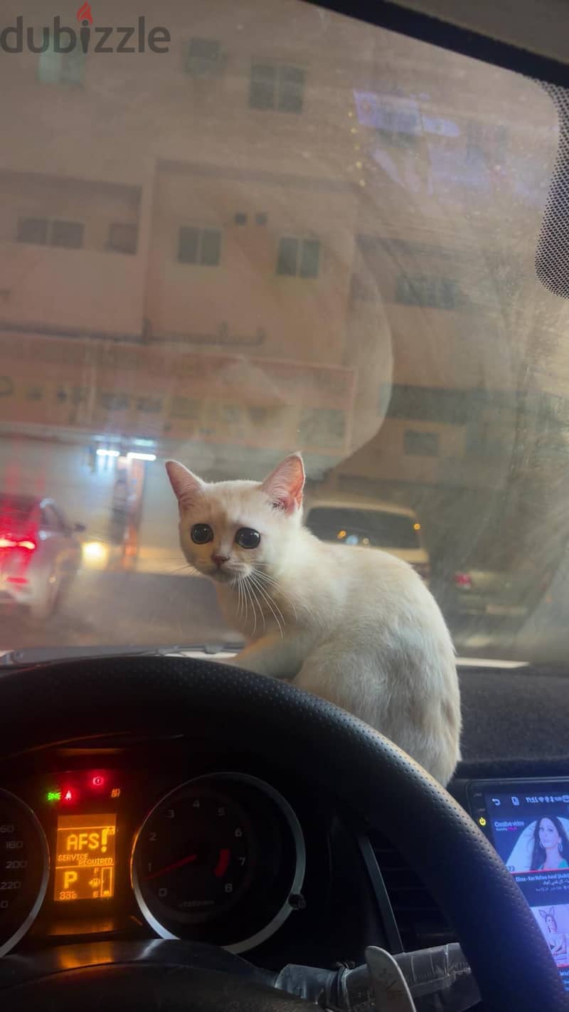 kitten Scottish Short Hair 1