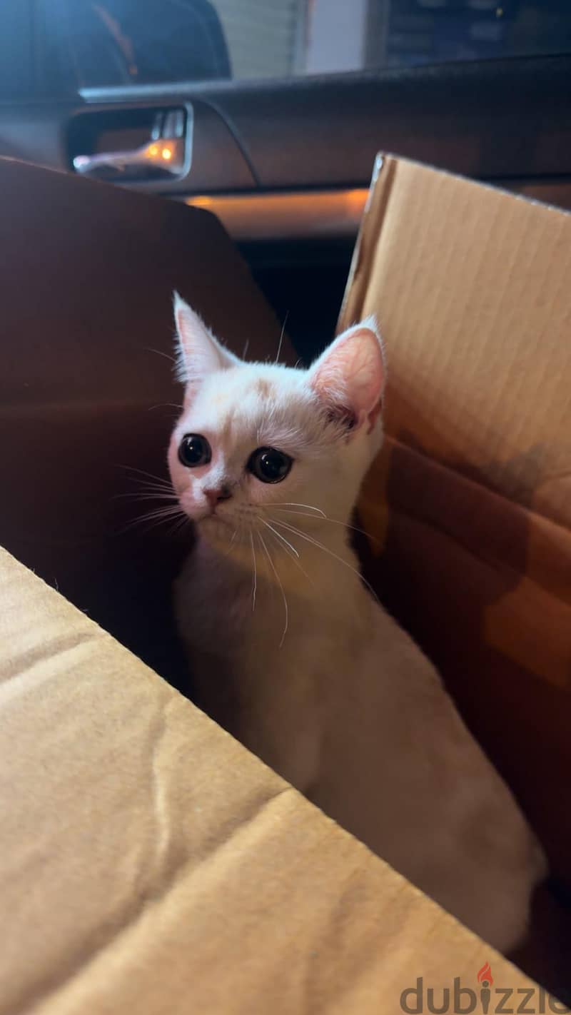 kitten Scottish Short Hair 2