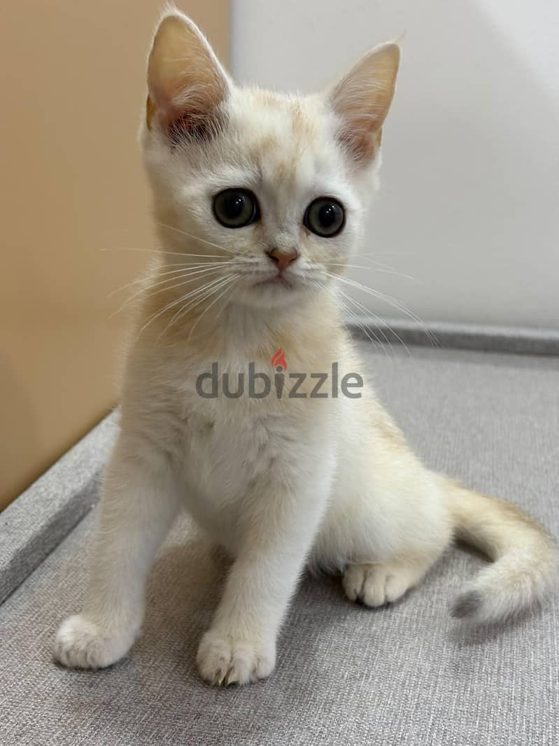 kitten Scottish Short Hair 3