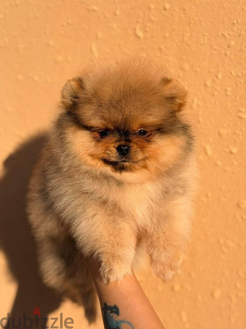 2 months teddy bear pomeranians 2
