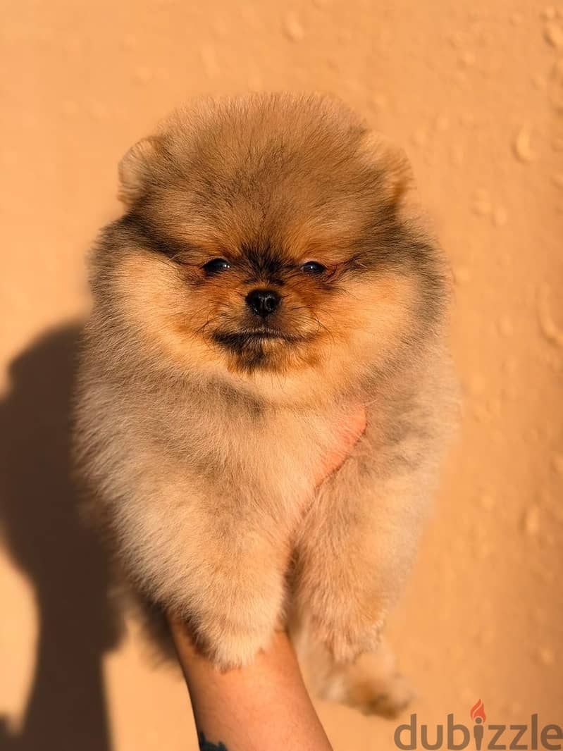 2 months teddy bear pomeranians 3