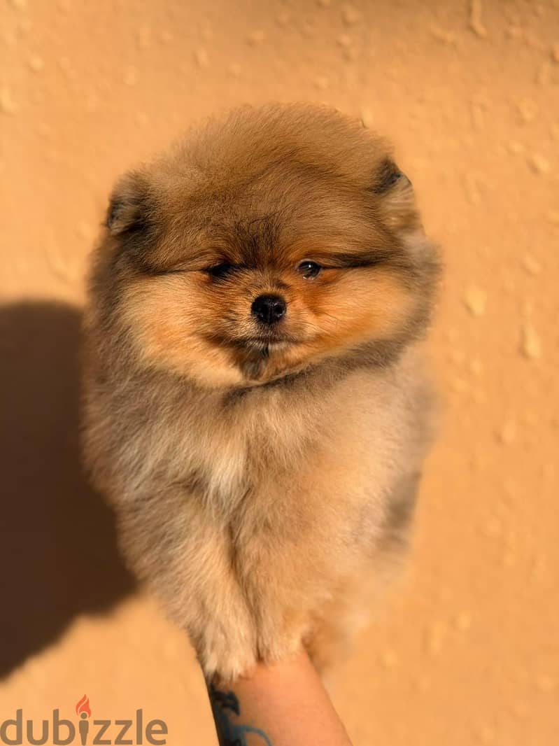2 months teddy bear pomeranians 4