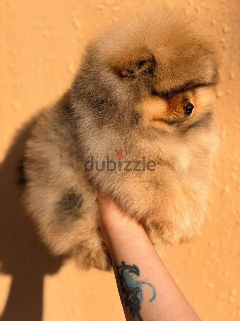 2 months teddy bear pomeranians 5