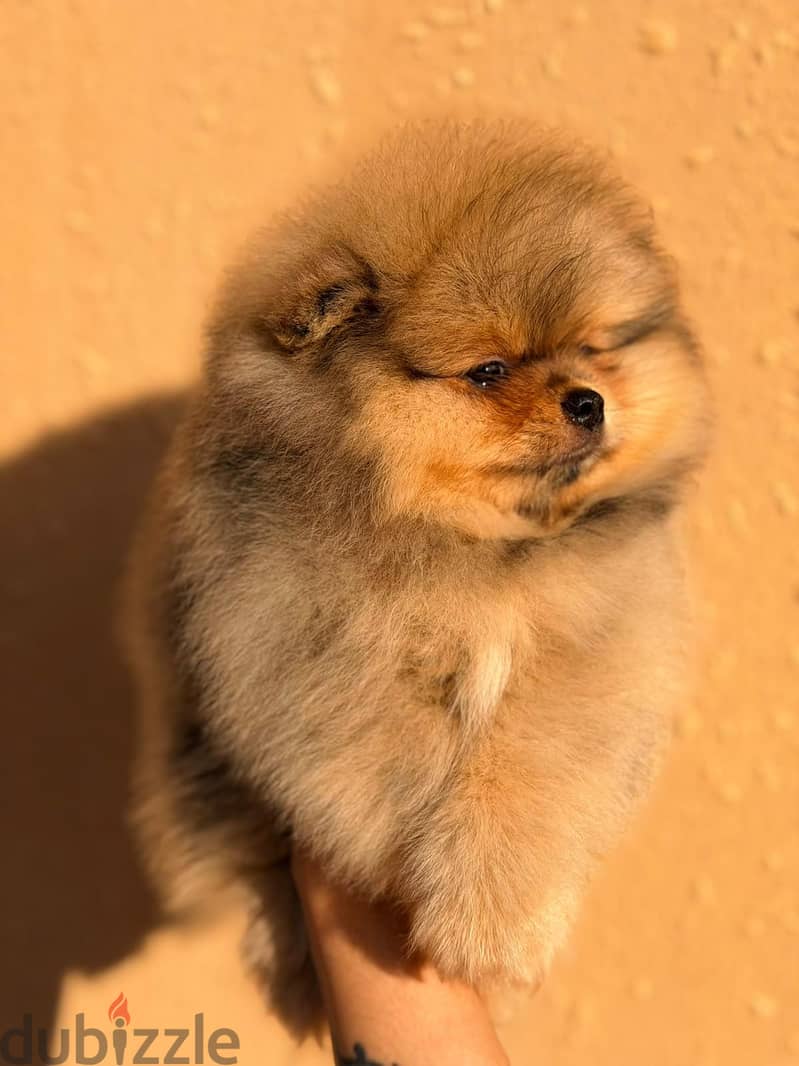 2 months teddy bear pomeranians 6