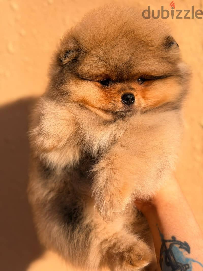 2 months teddy bear pomeranians 7