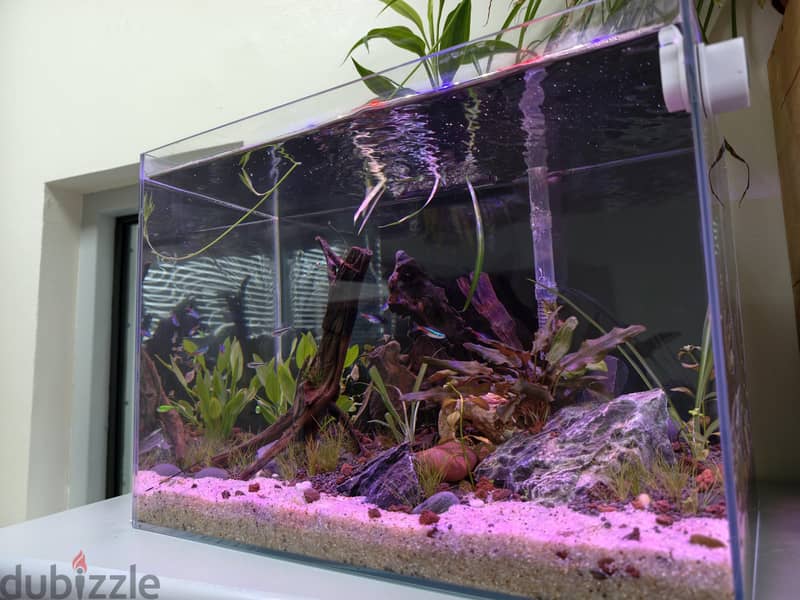 complete set planted tank 1